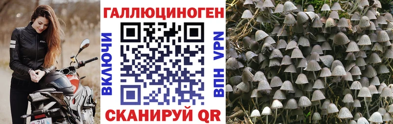 Купить  Кирс  Галлюциногенные грибы Cubensis 